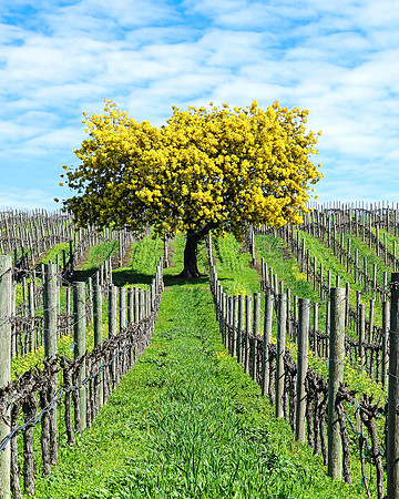 Acacia Vineyards