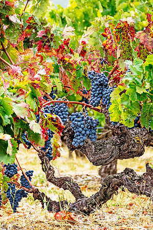 Harvest Vines Sonoma County, CA