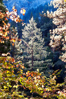Yosemite Entrance