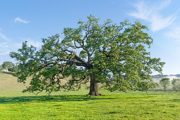 Knights Valley, CA Spring Oak