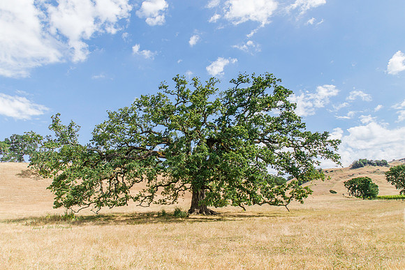 Knights Valley, CA Summer Oak