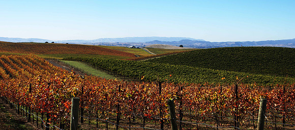 Napa Co American Canyon Vineyard