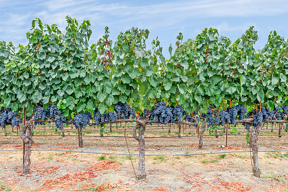 Alexander Valley, CA Vines