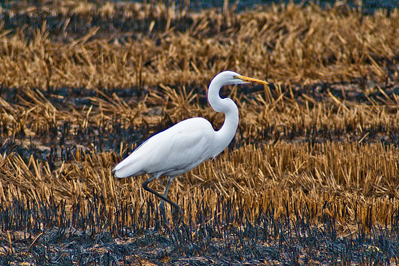 Delevan NWR