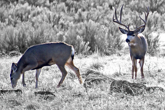 Tule Lake, CA