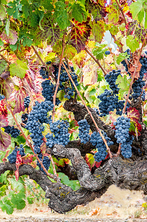 Harvest Vines Sonoma County, CA