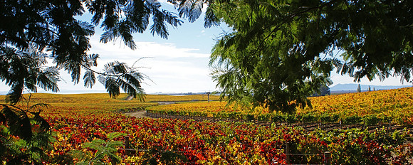 Napa CA Carneros
