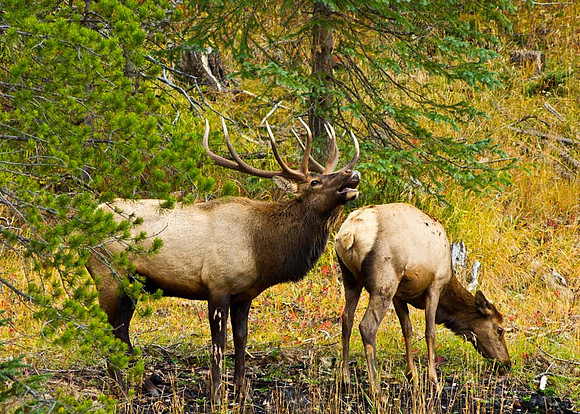 Bugling Elk Colorado RMNP