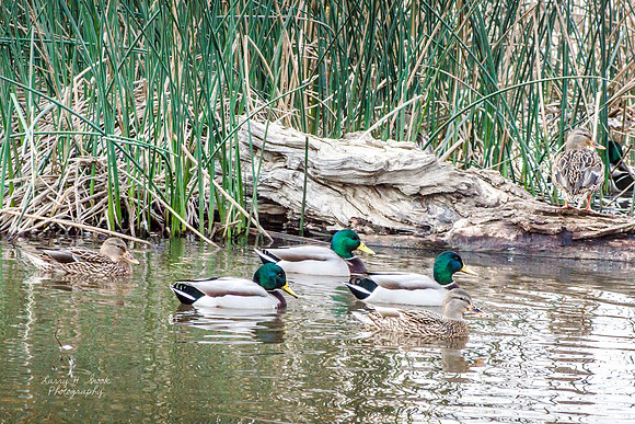 Mallards Sacramento NWR