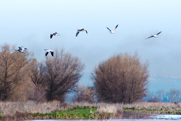 Delevan NWR