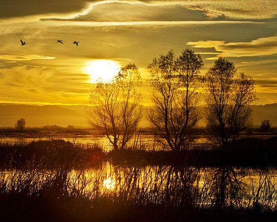 Williams, CA Delevan NWR