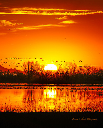 Delevan NWR Snow Geese