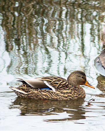 Hen Mallard Sacramento NWR