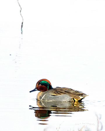 Green Wing Teal Sacramento NWR