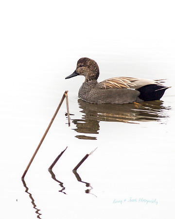 Gadwall Sacramento NWR