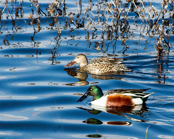 Shoveler Sacramento NWR