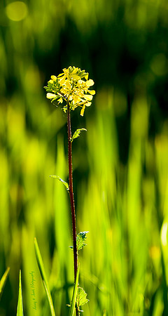 Mustard Napa, CA