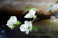 Dogwood Merced River YNP