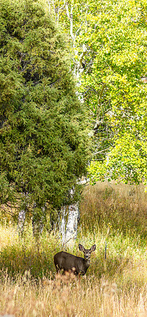 Deer in Aspen Colorado RMNP