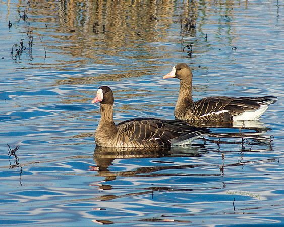 Whitefront Geese Sacramento NWR