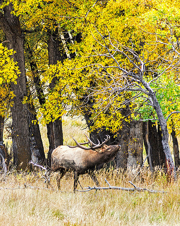 Bugling Elk Colorado RMNP