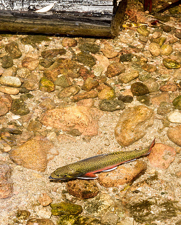 Trout RMNP