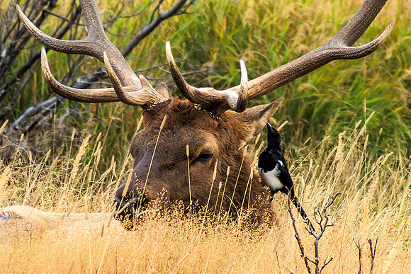 Elk and Jay Colorado RMNP