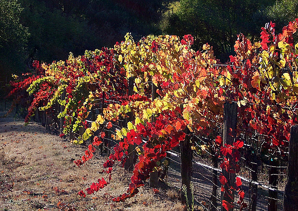 Napa CA Duhig Rd Vines