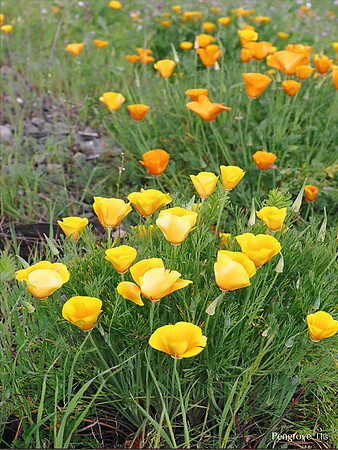 Pengrove, CA