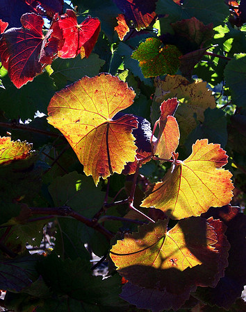 Napa Sonoma Hwy Grape Vines