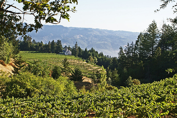 St Helena CA Vineyard