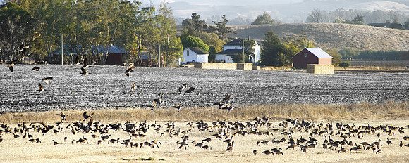 Pengrove, CA