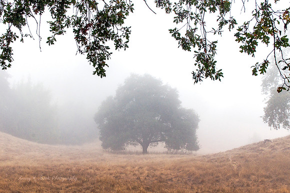 Foggy Oak in Sonoma County, CA