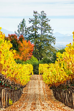 Vineyards near Sebastopol, CA