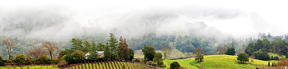 Sonoma Co Alexander Valley Fog