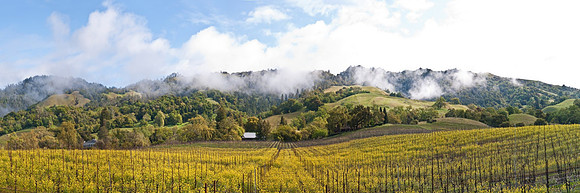 Sonoma Co Alexander Valley