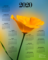 California Poppy