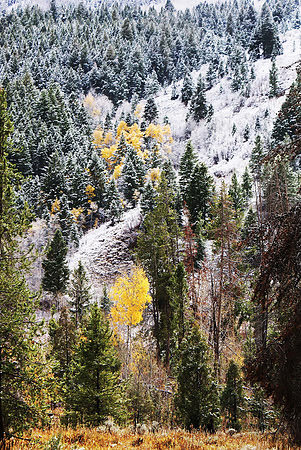 Utah National Forest - Beaver Creek