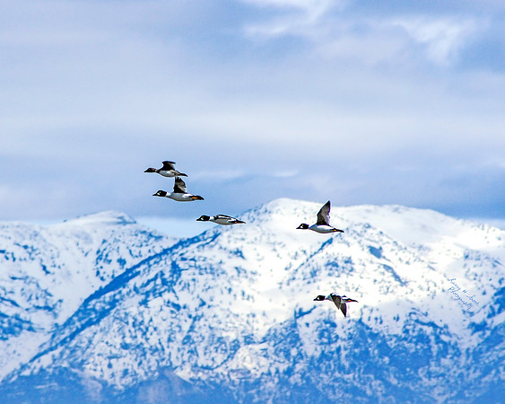 Goldeneye Ducks Utah