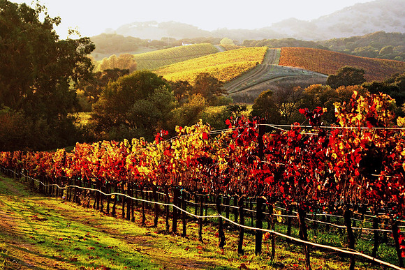 Napa Co Carneros