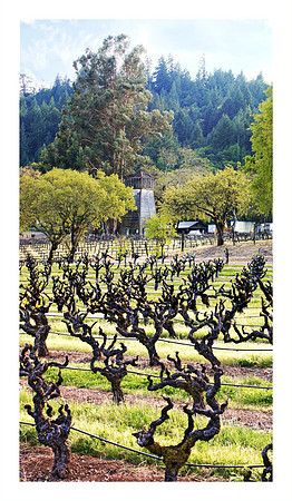 Sonoma Co Independence Ln