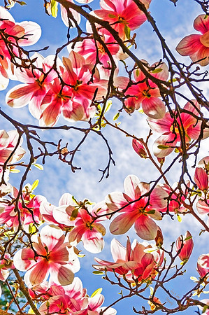 Spring Colors in Spokane, WA