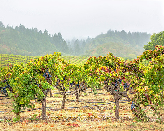 Foggy Morning Vineyard Sonoma County, CA