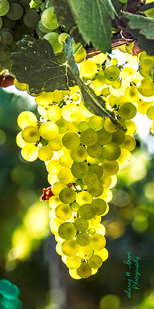 Grape Cluster Sonoma, CA