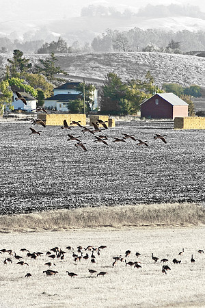 Pengrove, CA