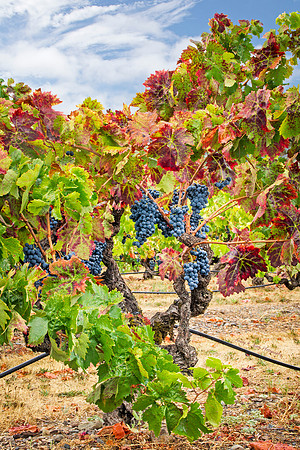 Harvest Vines Sonoma County, CA