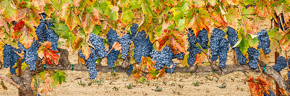 Dry Creek Vineyards Healdsburg, CA