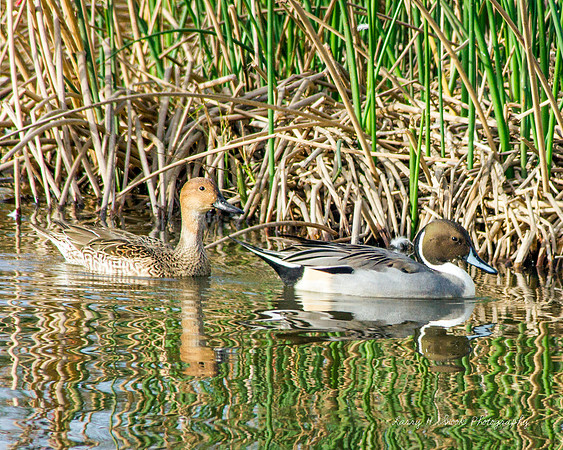 Pintails at the  Sacramento NWR