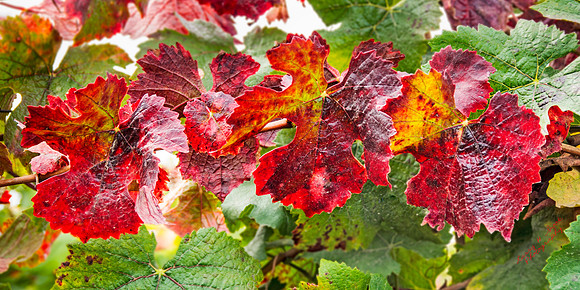 Geyserville, CA Harvest Vines