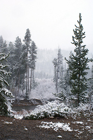 Utah Nat Forrest